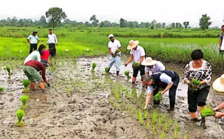 साउनको अन्त्यतिर आइपुग्दा देशभर ९१ प्रतिशत धान रोपाइँ सम्पन्न