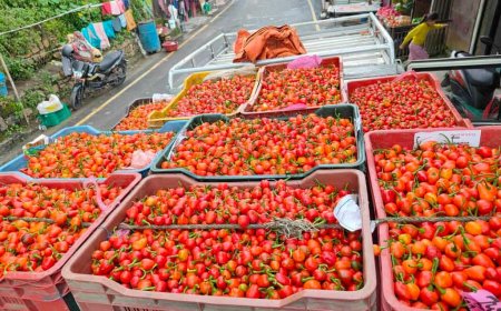 रिब्दिकोटमा अकबरे खुर्सानीको धमाका ः- बारीभरि राताम्य, करोडौंको कारोबार