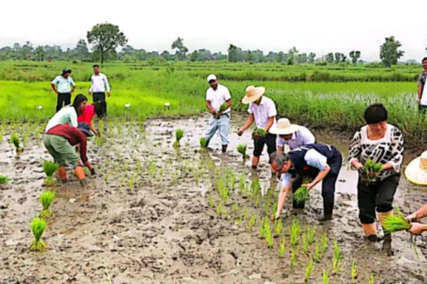 साउनको अन्त्यतिर आइपुग्दा देशभर ९१ प्रतिशत धान रोपाइँ सम्पन्न